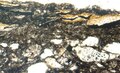 Petrographic thin section of Rutgersella truexi from Early Silurian Shawangunk Formation of Pennsylvania