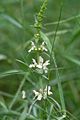 Stachys recta, inflorescense Photo by Kristian Peters