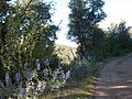 View from the Stockton Creek Preserve trail, Mariposa, CA