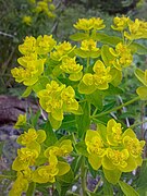 Mai – blomster uten frøkapsler.