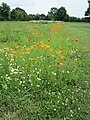 Sommerwiese im Baumpark