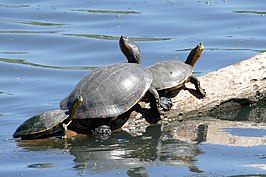 Trachemys nebulosa