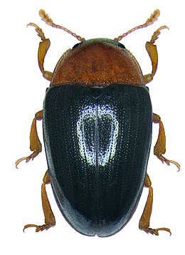 Triplax lepida