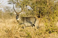 Waterbuck