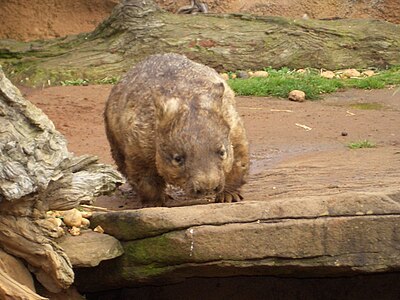 Wombat