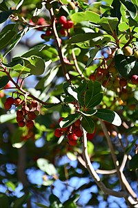 Τα μικρά κόκκινα και σκληρά κούμαρα της αγριοκουμαριάς (Arbutus andrachne), Όρος Όλυμπος, Πιερία