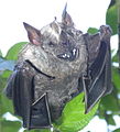 unbekannte Fledermaus