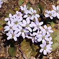 Anemone hepatica light purple.JPG