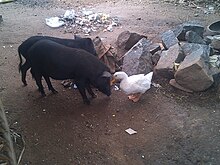 Animal frienship-sirappalli-namakkal-India