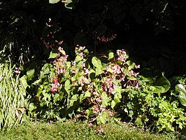 Winterharde begonia