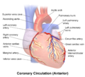 Anterior view of coronary circulation