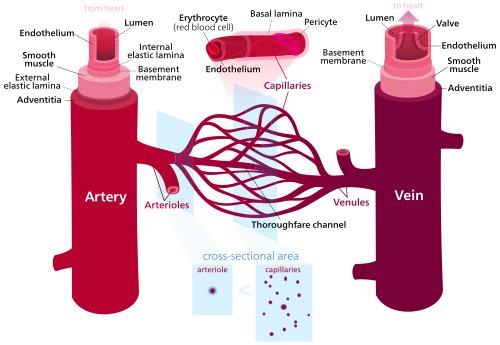Απεικόνιση των αιμοφόρων αγγείων κατά σειρά επικοινωνίας: αρτηρίες, αρτηρίδια, τριχοειδή αγγεία, φλεβίδια και φλέβες.[8]