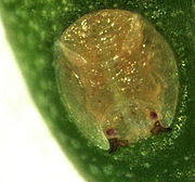 Calophya schini larva in pit gall on Schinus molle