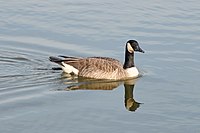 Canada_Goose_(Branta_Canadensis)