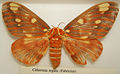 Citheronia regalis female