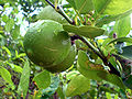 Citrus aurantiifolia