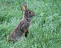 Cottontail