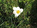 Crocus chrysanthus 'Snowbunting'