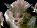 Lesser long-nosed bat