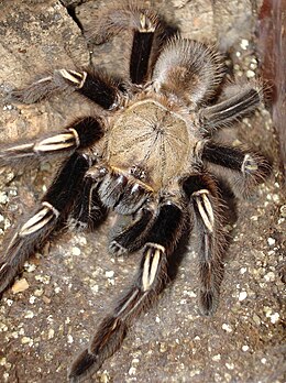 Ephebopus murinus