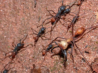 A single colony of the army ant species Eciton burchellii may consist of over two million individuals