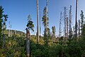 Naturverjüngung auf einer Sturmwurffläche im Bärlochkar