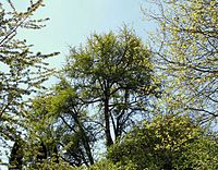 Fächerblattbaum (Ginkgo) in Lüneburg