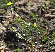 Fadenenzian (Cicendia filiformis)