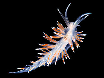 Fjordia lineata