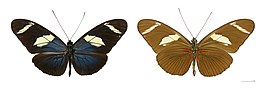 Heliconius wallacei