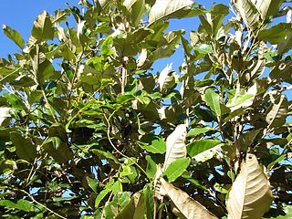 Foliage