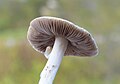 !!!Inocybe fibrosa!!!