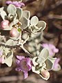 Blüten von Texas Sage (Leucophyllum frutescens), nähe Phoenix (2007)