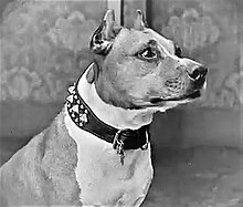 A black and white photograph of an American Pit Bull Terrier with a black studded collar.