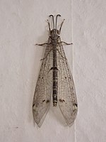 Distoleon tetragrammicus