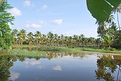 Paddy Fields in Winter in Maniyoor