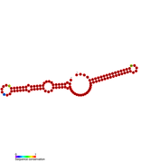 Listeria snRNA rli61: Predicted secondary structure taken from the Rfam database. Family RF01485.