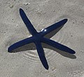 Seestern auf einer Sandinsel in den Great Barrier Reefs.