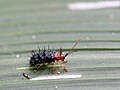 Miniatuurafbeelding voor de versie van 20 feb 2013 15:45