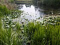 Sárga vízitökök az angliai WWT London Wetland Centre egyik vízgyűjtőjében