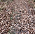 Mögliche römische Karrenspur am aufsteigenden Feldweg zum Beurenkern Treis-Karden