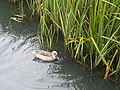 Bantu réce (Anas capensis)