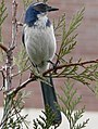 Bozótszajkó (Aphelocoma californica)