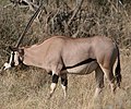 Ostafrikanische Oryxantilope