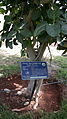 Ficus benghalensis tree in the park.