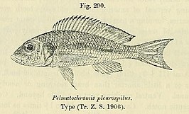 Callochromis pleurospilus