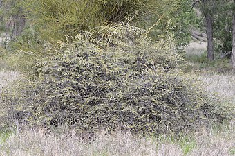 Capparis lasiantha in front of Warrior Bush, Apophylla anomalum, and both under a weeping myall, Acacia pendula.