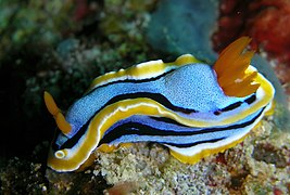 Chromodoris annae in Bunaken, Sulawesi