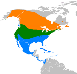 Amerikaanse blauwe kiekendief