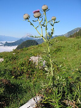 Wollige distel